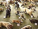 Bítov, Výstava vycpaných psů